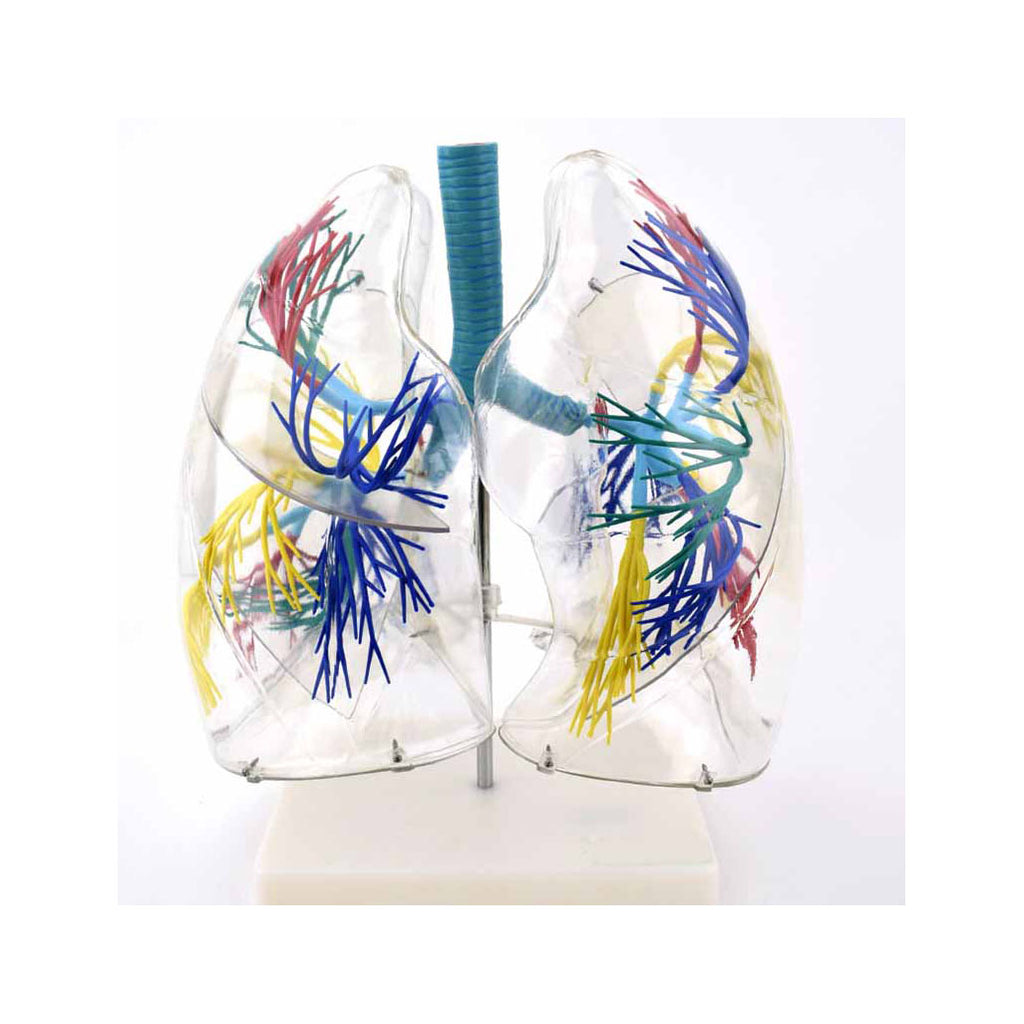 Transparent Lung Model ,2X Life-Size - Dr Wong Anatomy
