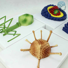 Various Types Of Viruses, Set Of 4 - Dr Wong Anatomy