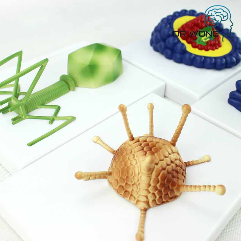 Various Types Of Viruses, Set Of 4 - Dr Wong Anatomy