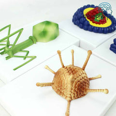 Various Types Of Viruses, Set Of 4 - Dr Wong Anatomy