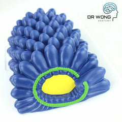 Various Types Of Viruses, Set Of 4 - Dr Wong Anatomy
