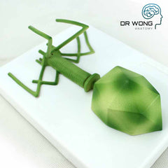 Various Types Of Viruses, Set Of 4 - Dr Wong Anatomy