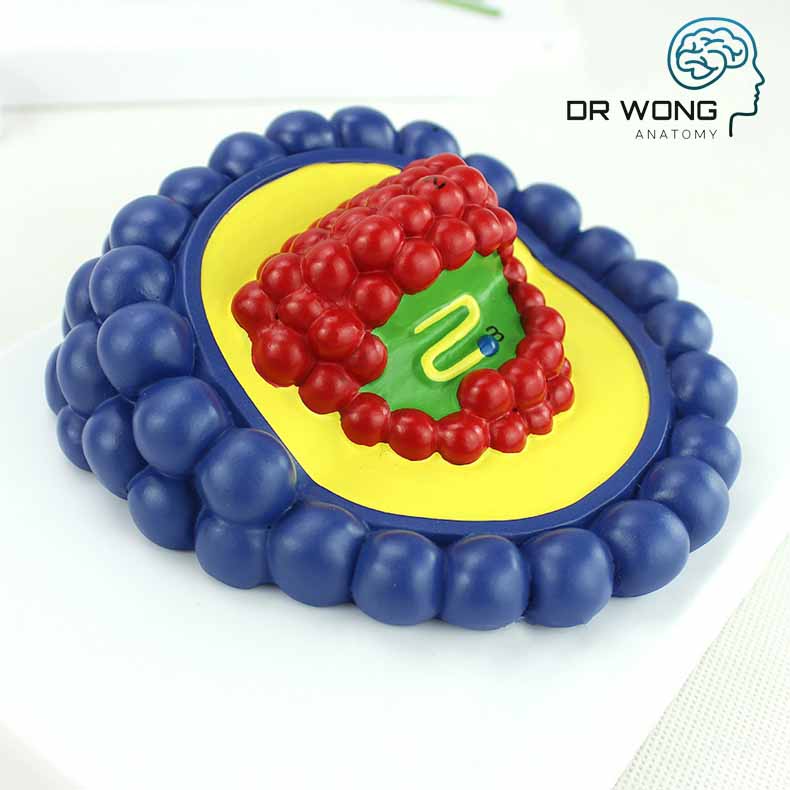 Various Types Of Viruses, Set Of 4 - Dr Wong Anatomy