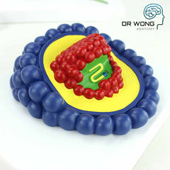 Various Types Of Viruses, Set Of 4 - Dr Wong Anatomy