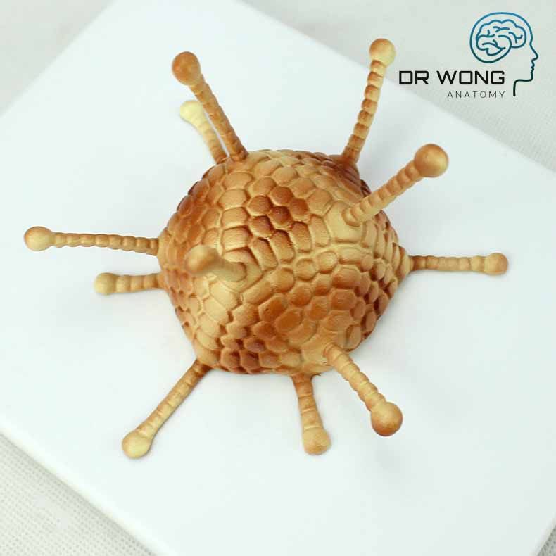 Various Types Of Viruses, Set Of 4 - Dr Wong Anatomy