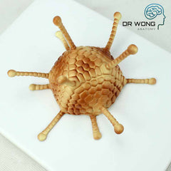 Various Types Of Viruses, Set Of 4 - Dr Wong Anatomy