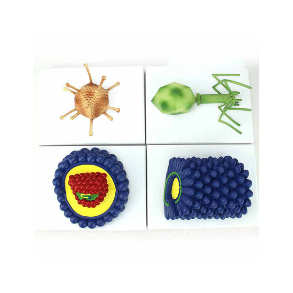 Various Types Of Viruses, Set Of 4 - Dr Wong Anatomy
