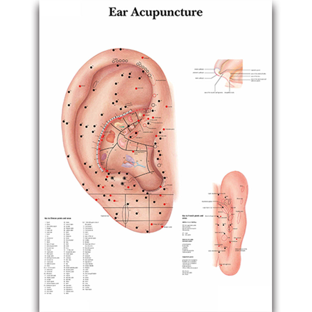 Ear Acupuncture Chart - Dr Wong Anatomy