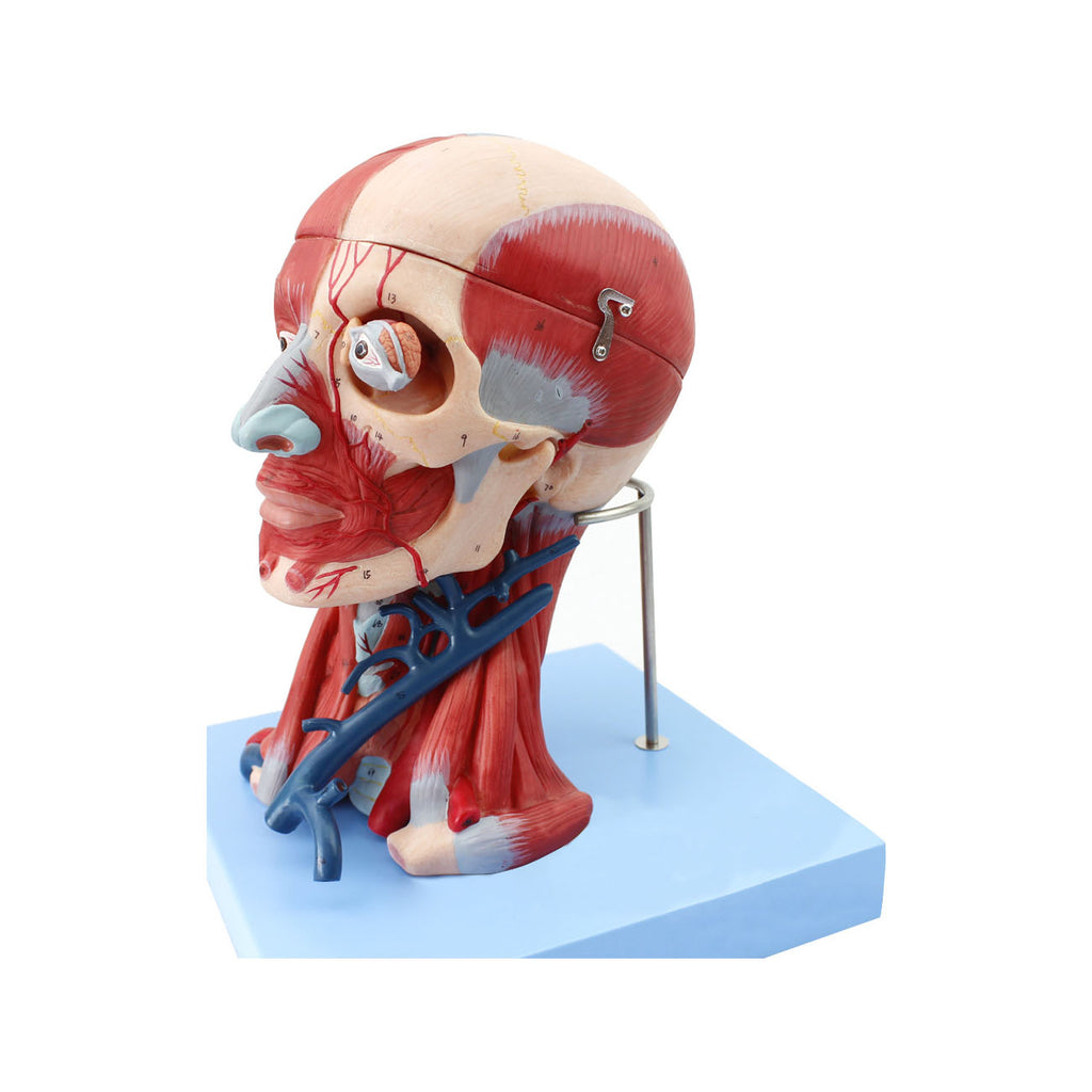Head with Muscles Model, Life-Size, 10 Parts - Dr Wong Anatomy