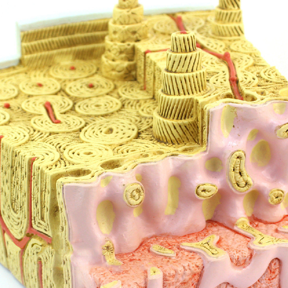 Bone Structure Model, 80X Life-Size