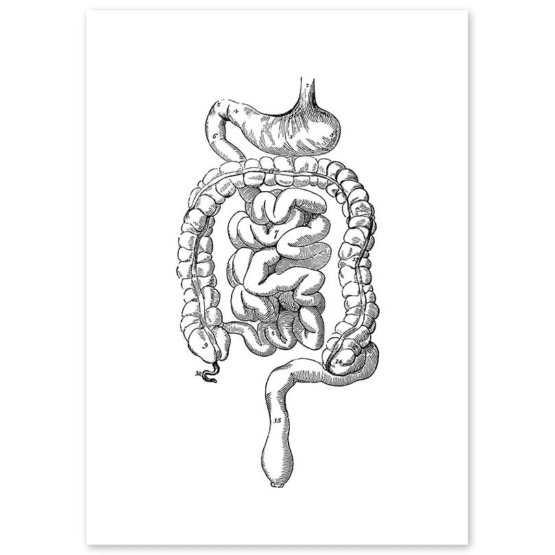 How To Draw A Human Digestive System how-to-draw-a-human-digestive-system
