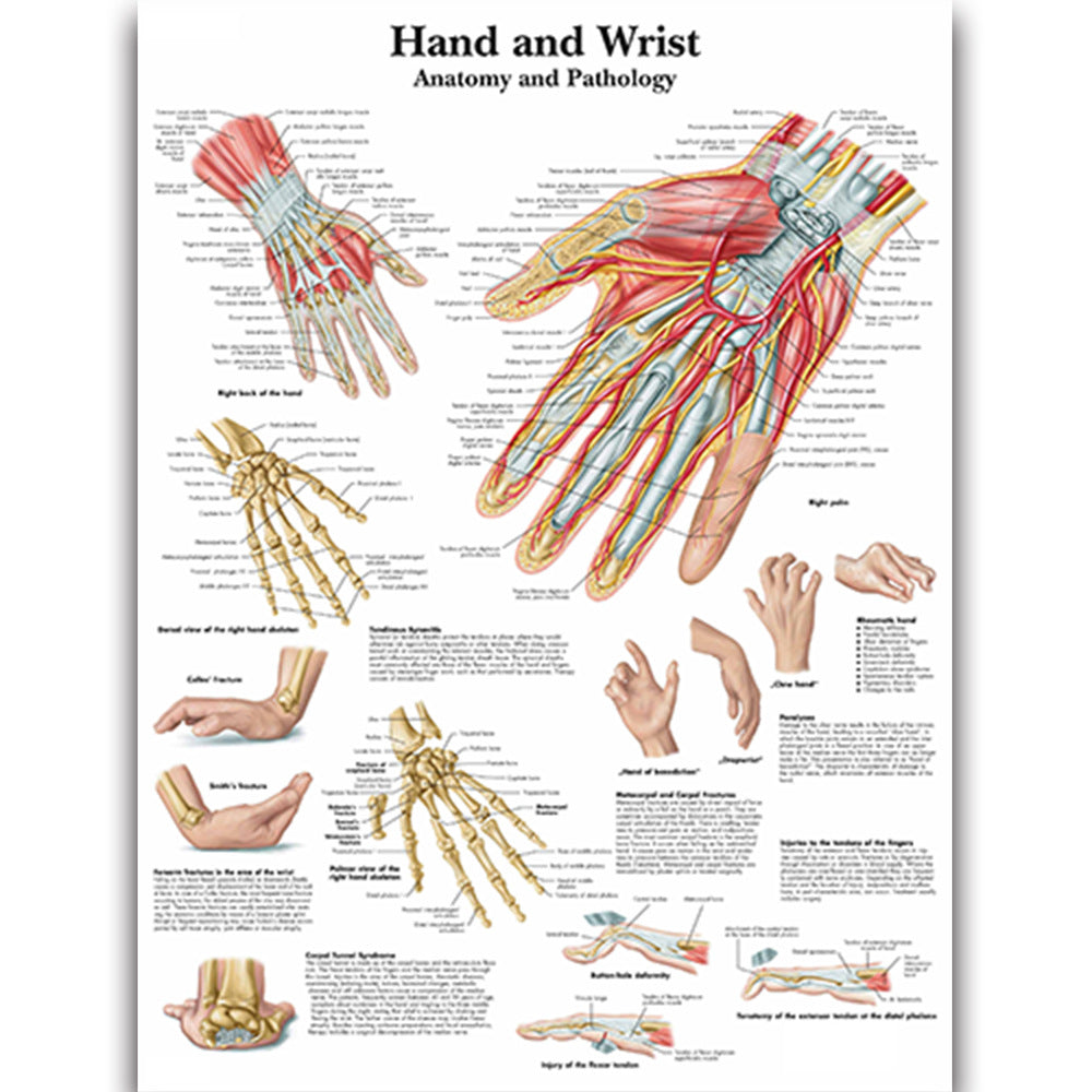 Hand and Wrist Anatomy Chart