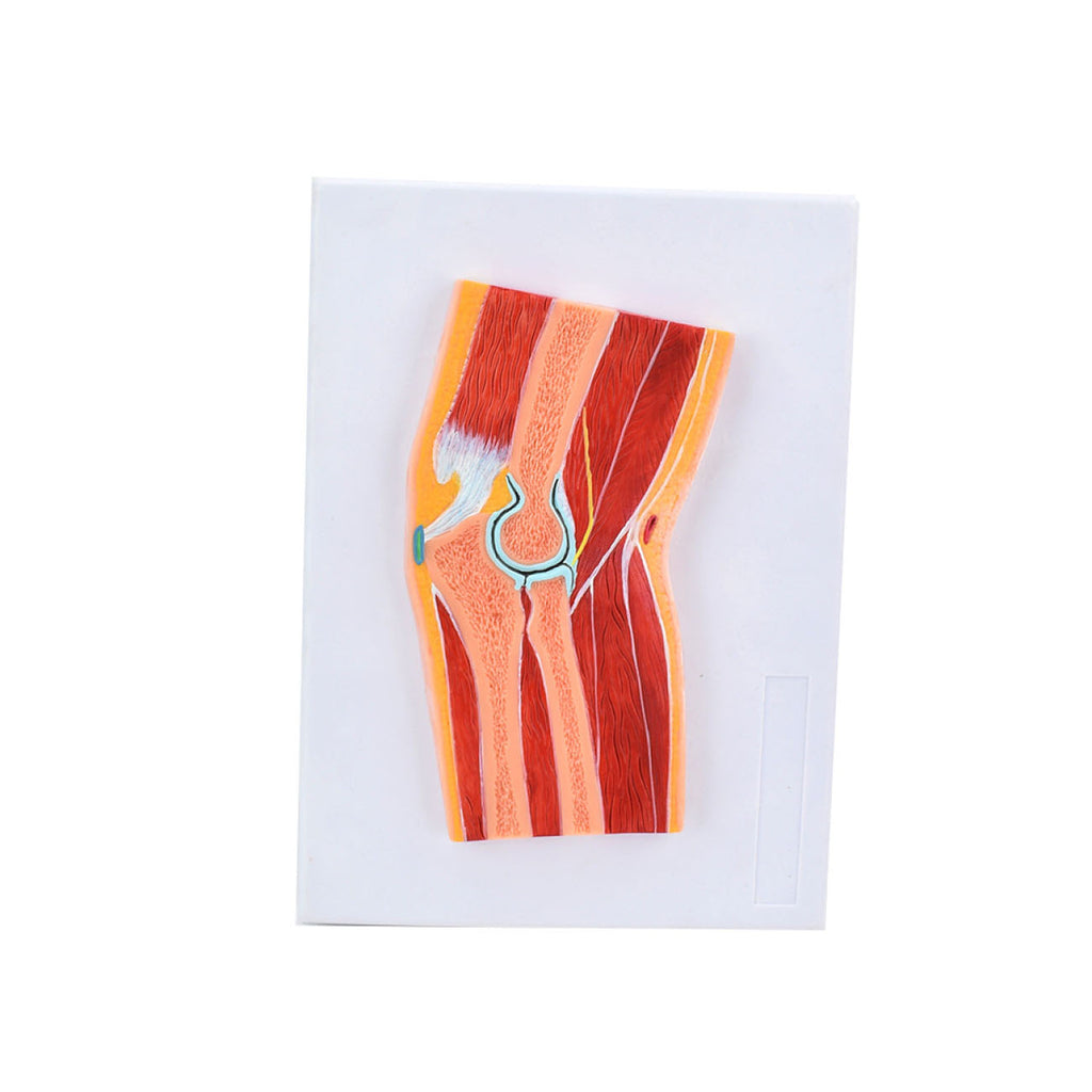 Elbow Joint Section Model, Life Biology Diagrams