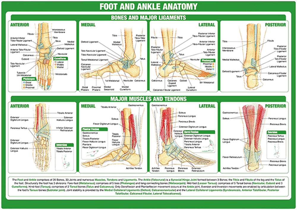 Foot and Ankle Anatomy Chart - Dr Wong Anatomy