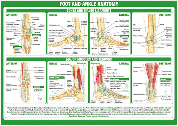 Foot and Ankle Anatomy Chart - Dr Wong Anatomy