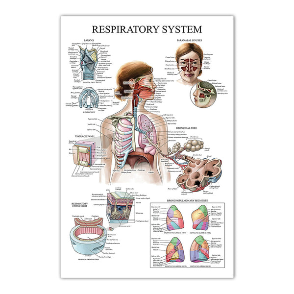 Respiratory System Chart - Dr Wong Anatomy