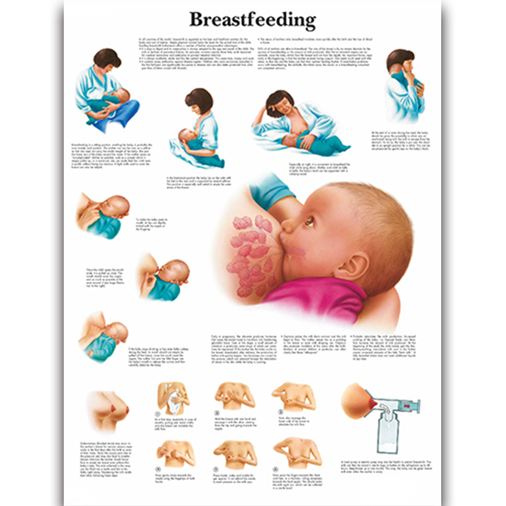 Breastfeeding Poster - Dr Wong Anatomy