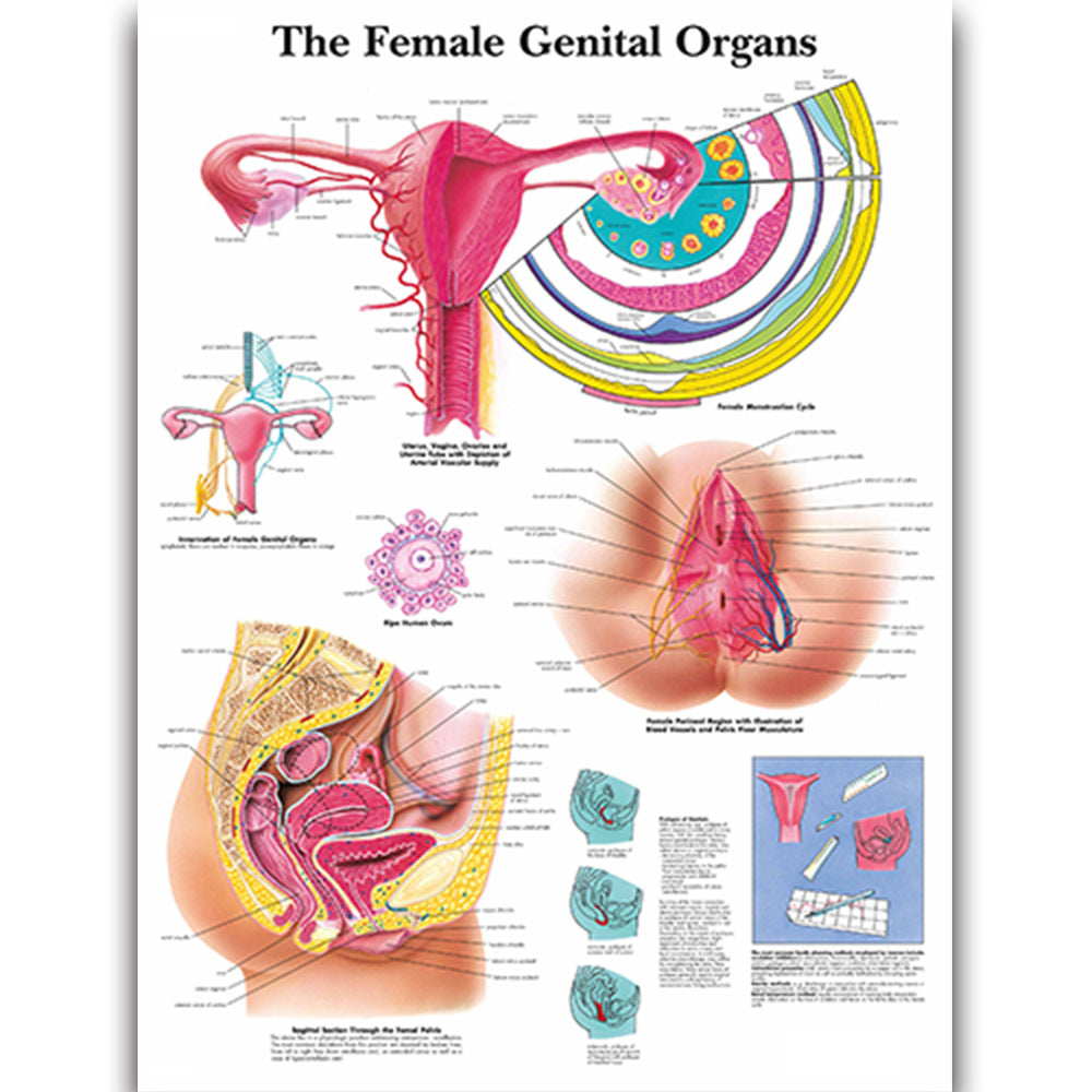 The Female Genital Organs Chart - Dr Wong Anatomy