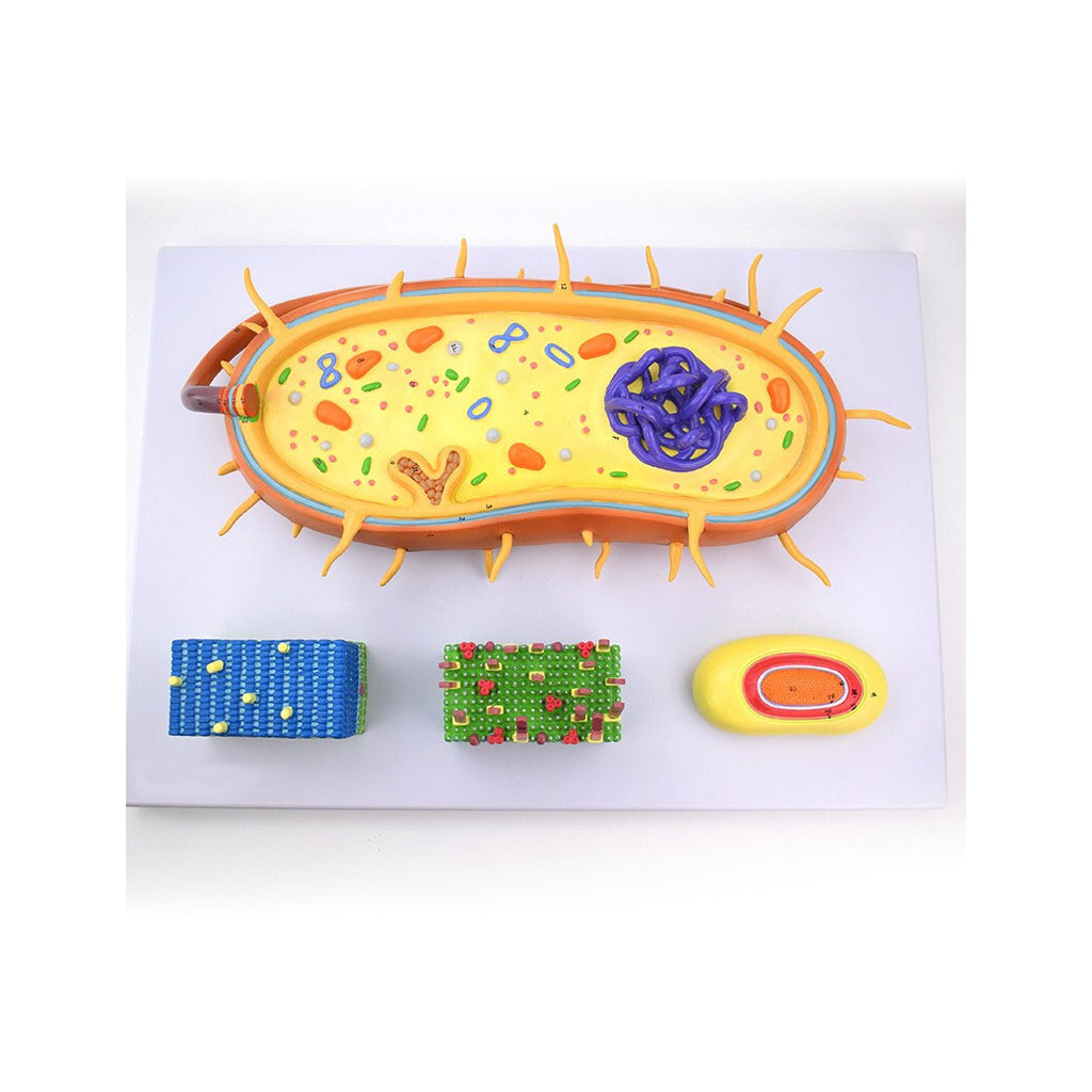 Bacterium Model Set - Dr Wong Anatomy
