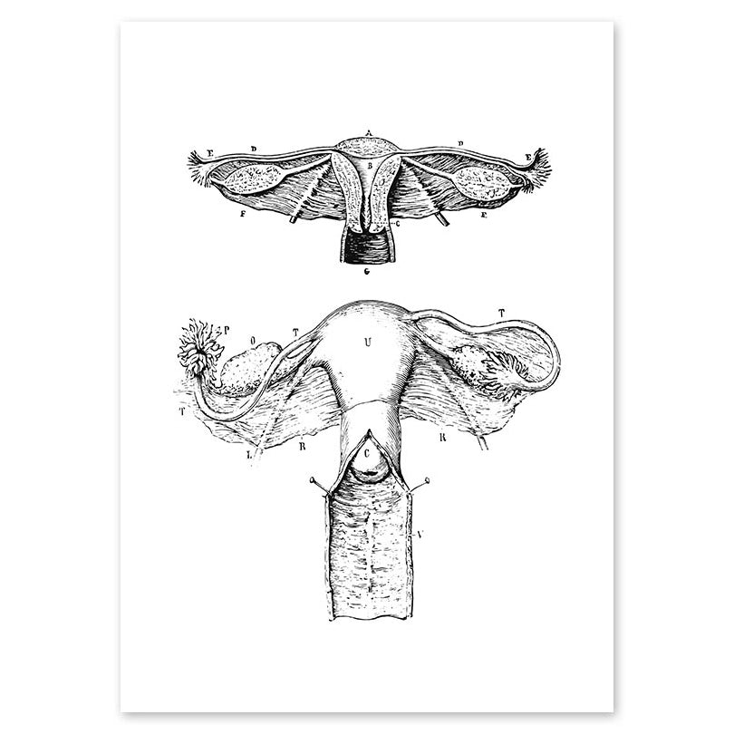 Anatomy Art Print - Uterus