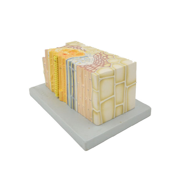 Open Collateral Conducting Bundle of a Dicotyle Plant - Dr Wong Anatomy