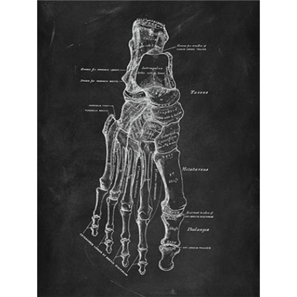 Anatomy Art Print - Foot
