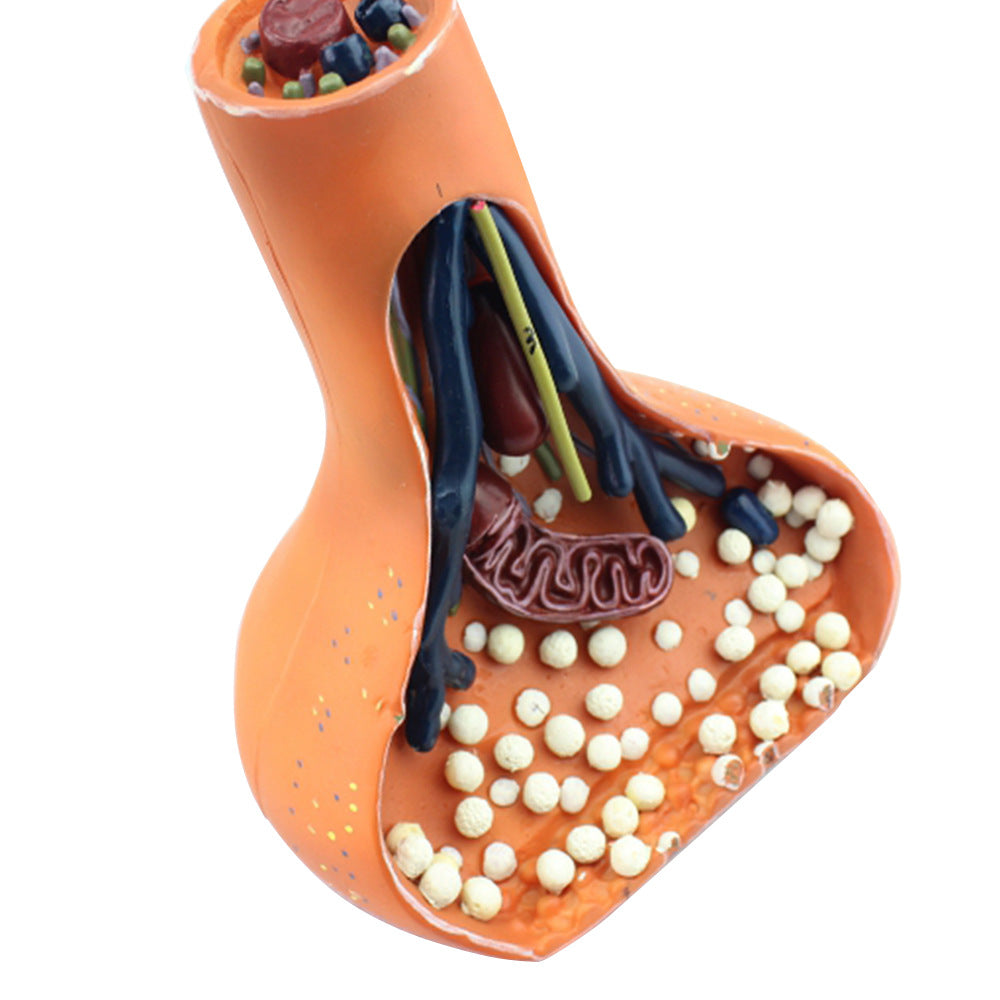 Model of a Synapse