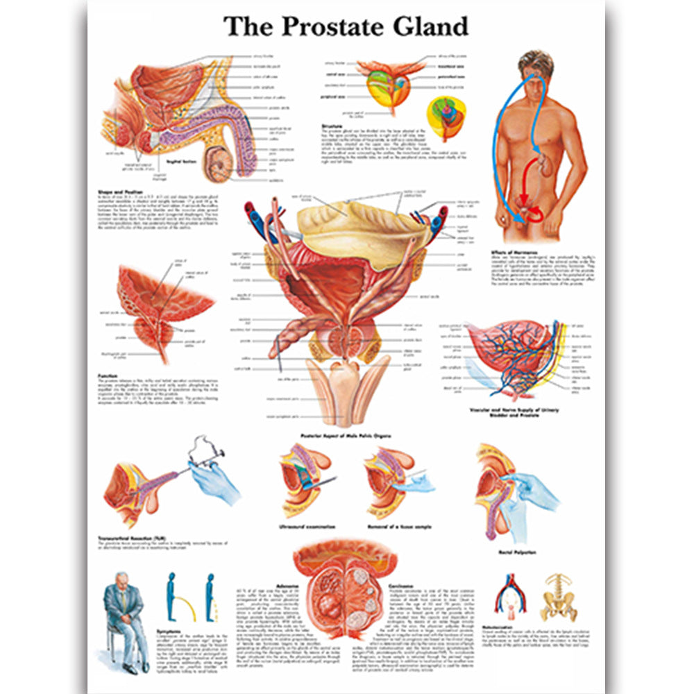  The Prostate Gland Chart - Dr Wong Anatomy