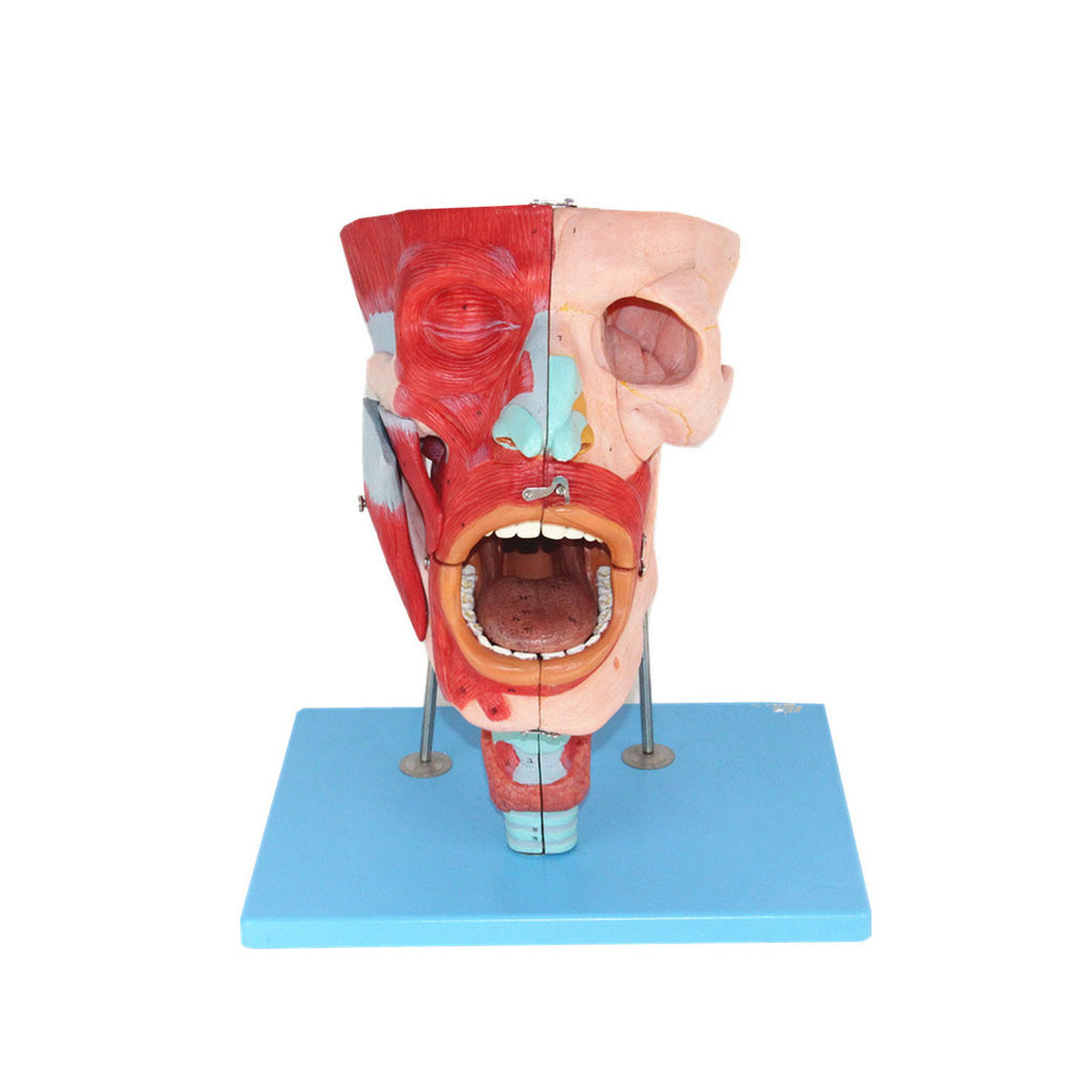 Cavities of Nose, Mouth and Throat with Larynx, 10 Parts, 2X Life-Size