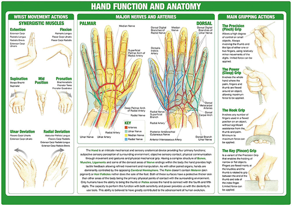  Hand Function and Anatomy Chart - Dr Wong Anatomy