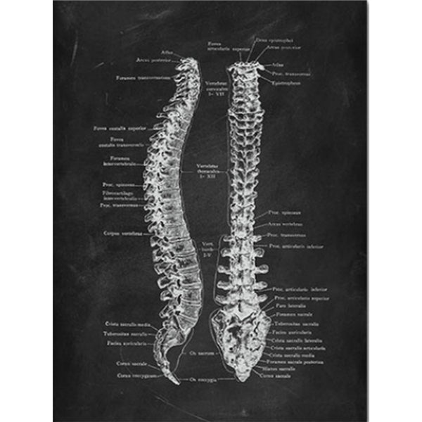 Anatomy Art Print - Spine