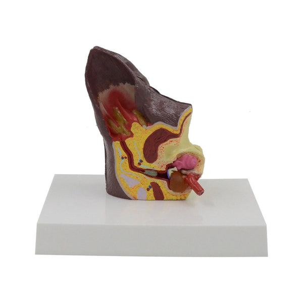 Canine Ear Model - Dr Wong Anatomy