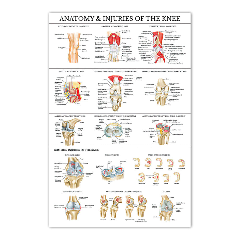 Anatomy & Injuries of the Knee Chart - Dr Wong Anatomy