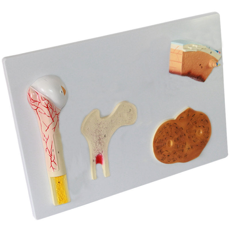 Bones Structure Model – Dr Wong Anatomy