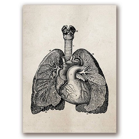 Anatomy Art Print - Lung