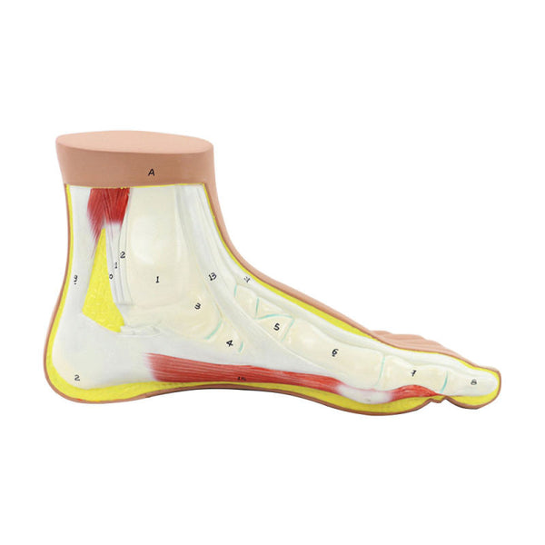 Normal Foot Model, Life-Size - Dr Wong Anatomy