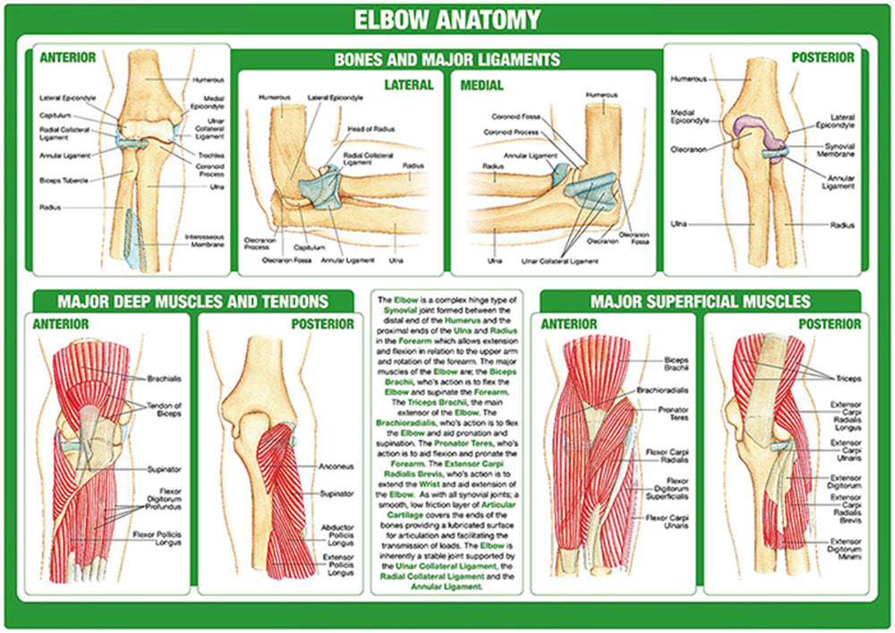 Elbow Anatomy Chart - Dr Wong Anatomy