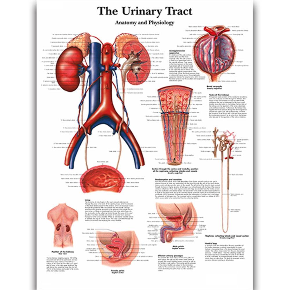 The Urinary Tract Chart - Dr Wong Anatomy