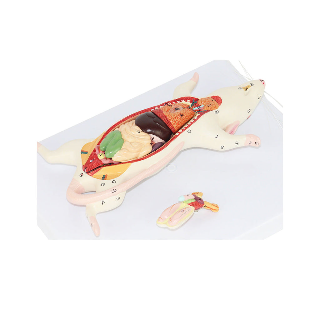 Rat Dissection Model, 6 Parts