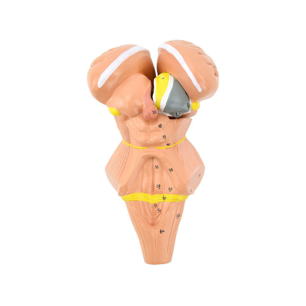 Human Brain Stem Model, 3X Life-Size
