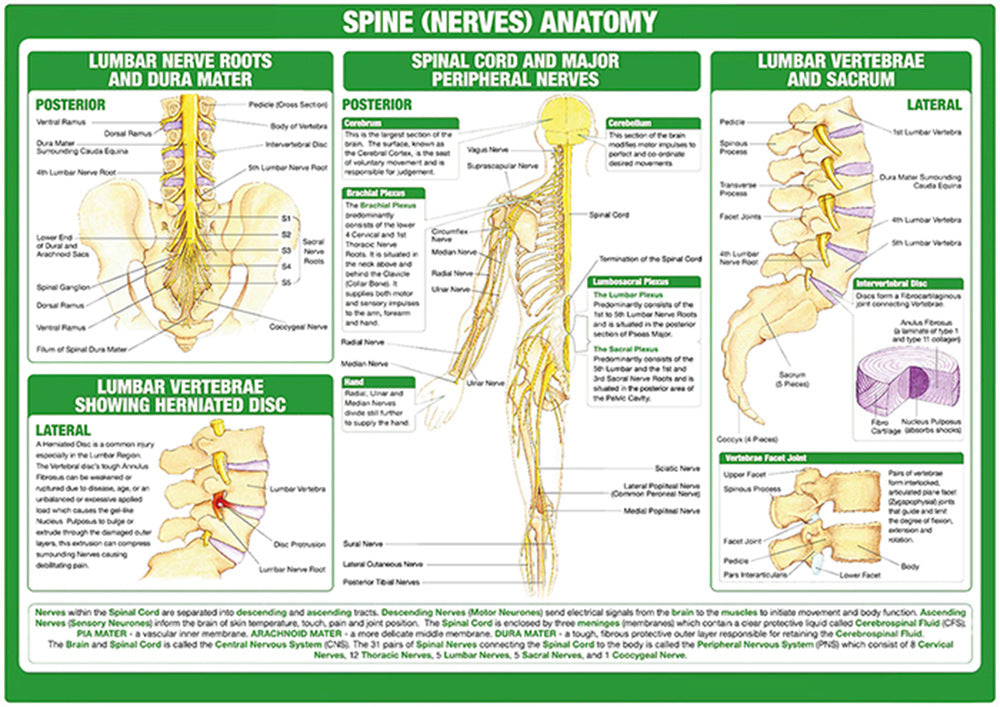 Spine (Nerves) Anatomy Chart - Dr Wong Anatomy