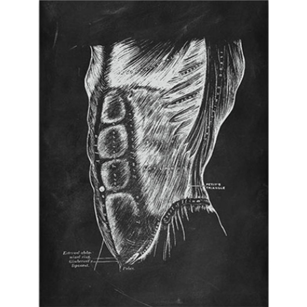 Anatomy Art Print - Male Torso Muscles