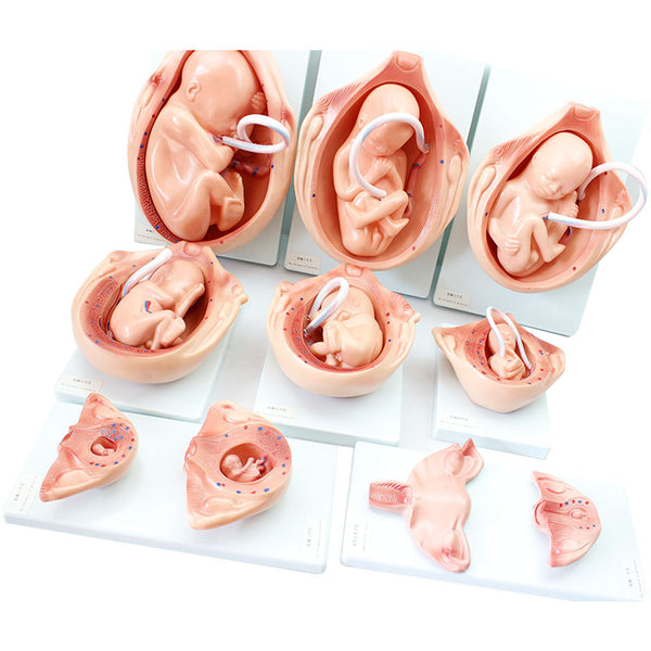 Fetal Development - 10 Models