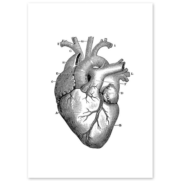 Anatomy Art Print - Heart