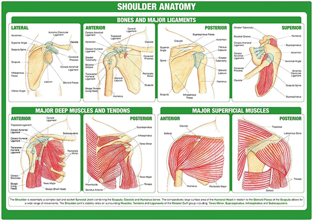 Shoulder Anatomy Chart - Dr Wong Anatomy