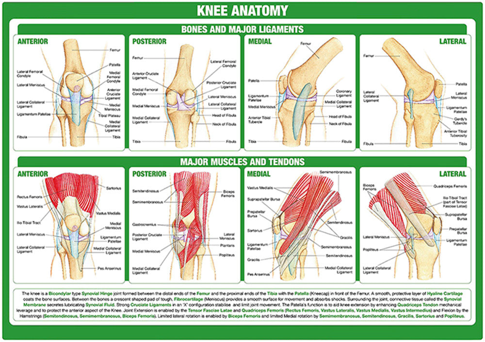 Knee Anatomy Chart - Dr Wong Anatomy