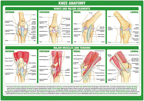 Knee Anatomy Chart - Dr Wong Anatomy
