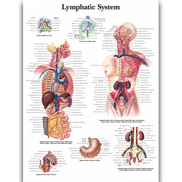 Lymphatic System Chart - Dr Wong Anatomy