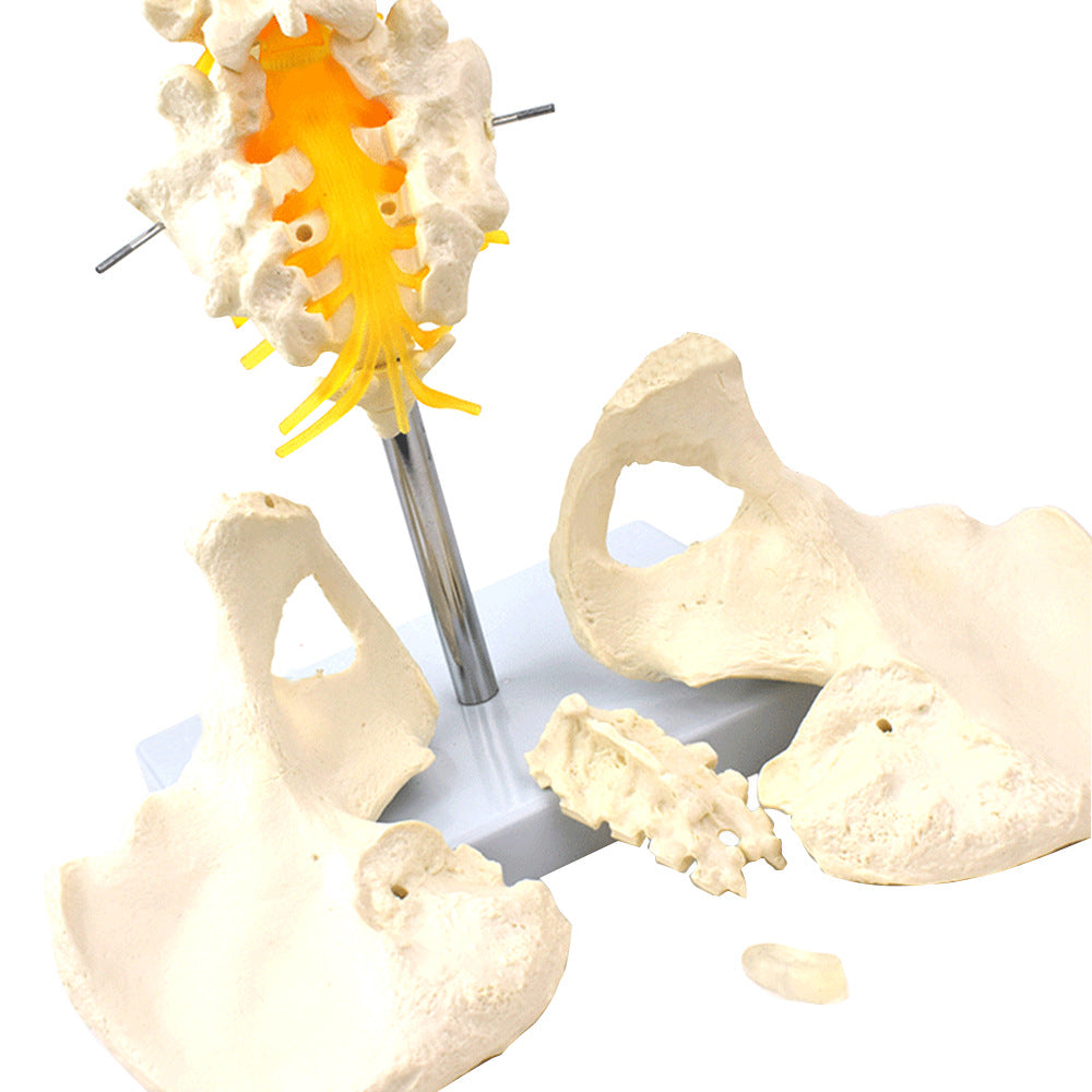 Deluxe Flexible Vertebral Column Model