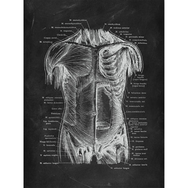 Anatomy Art Print - Male Torso Muscles